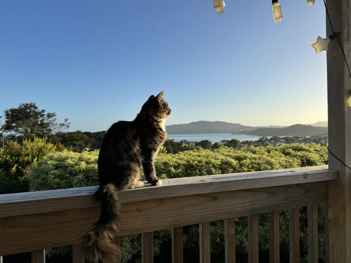 Lady Lily sitting on a balcony railing looking over the Far North.