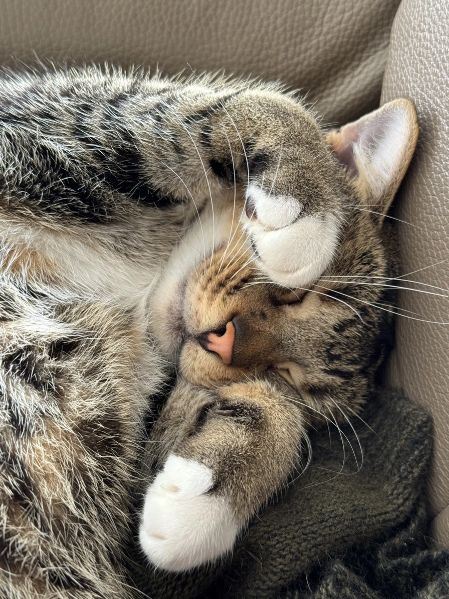 Lord Oliver sleeping on a couch with a paw over his face.